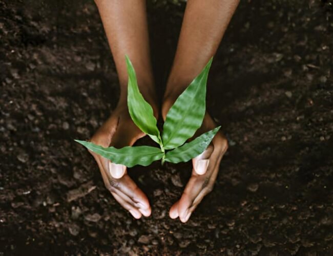 Unlocking the potential of Africa’s soils for a food-secure continent